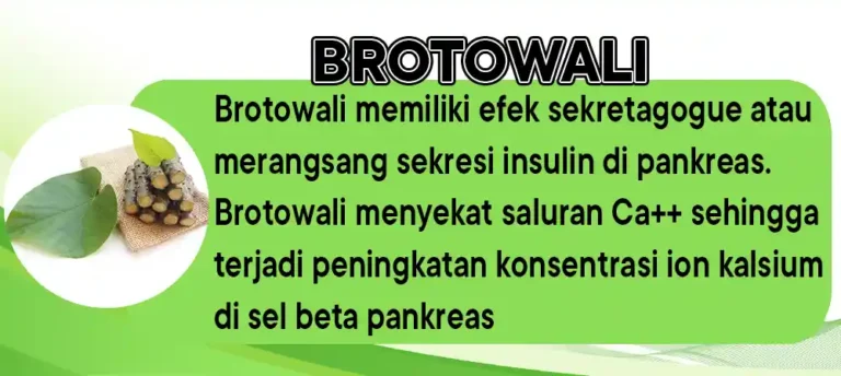 Brotowali 1